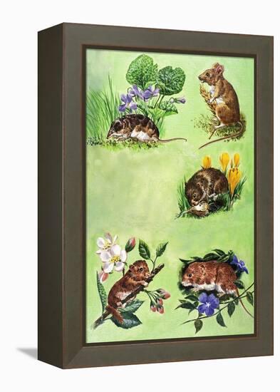 Mice, Voles and Shrews-Eric Tansley-Framed Premier Image Canvas