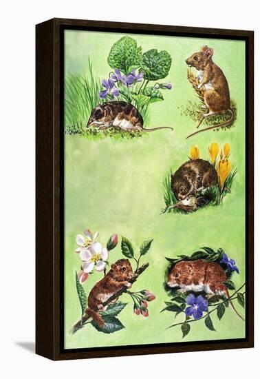 Mice, Voles and Shrews-Eric Tansley-Framed Premier Image Canvas