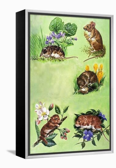 Mice, Voles and Shrews-Eric Tansley-Framed Premier Image Canvas