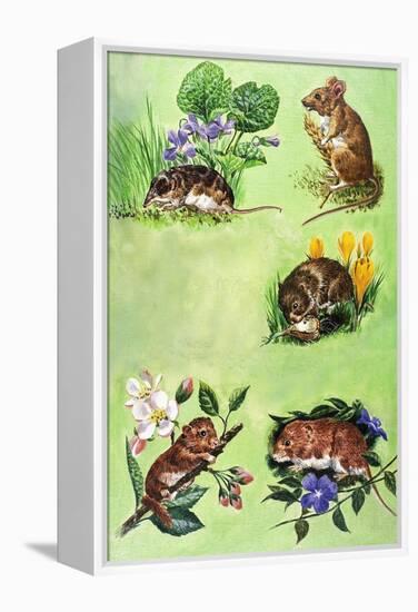 Mice, Voles and Shrews-Eric Tansley-Framed Premier Image Canvas