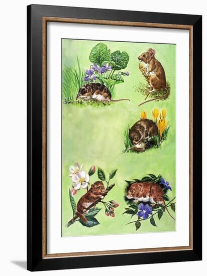 Mice, Voles and Shrews-Eric Tansley-Framed Giclee Print