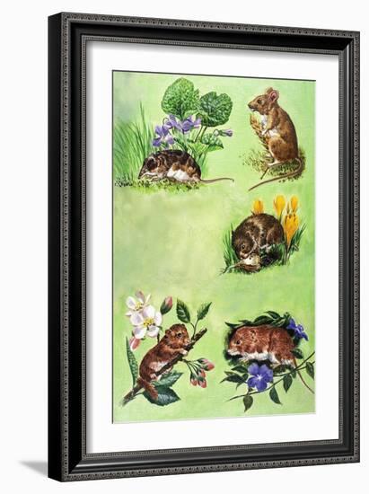 Mice, Voles and Shrews-Eric Tansley-Framed Giclee Print