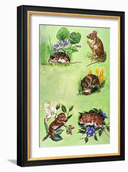 Mice, Voles and Shrews-Eric Tansley-Framed Giclee Print