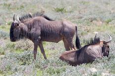 Wildebeest Walking the Plains of Etosha National Park-Micha Klootwijk-Photographic Print