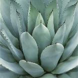 Succulent with Spiked Leaves-Micha Pawlitzki-Giclee Print