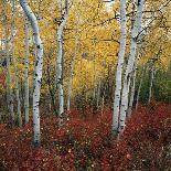 Aspen in autumn at Uinta National Forest-Micha Pawlitzki-Photographic Print