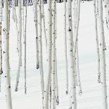Aspen Trees in Snow-Micha Pawlitzki-Photographic Print