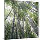 Premium Photographic Print