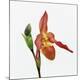 Premium Photographic Print