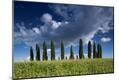 Photographic Print