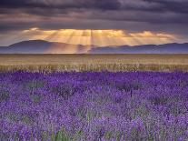 Sunbeams over Lavender-Michael Blanchette Photography-Photographic Print