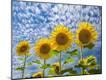 Photographic Print