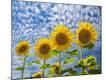 Photographic Print