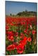 Premium Photographic Print