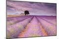 Premium Photographic Print