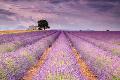 Premium Photographic Print