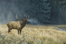 Autumn Elk-Michael Budden-Giclee Print