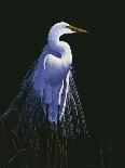 Common Egret in Breeding Plumage-Michael Budden-Giclee Print