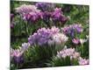 Premium Photographic Print