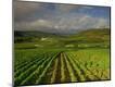 Photographic Print