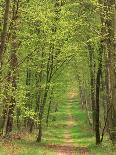 Straight Empty Rural Road Through Woodland Trees, Forest of Nevers, Burgundy, France, Europe-Michael Busselle-Photographic Print