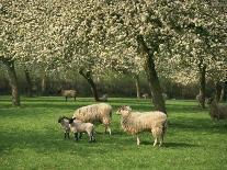 Sheep and Lambs Beneath Apple Trees in a Cider Orchard in Herefordshire, England-Michael Busselle-Photographic Print