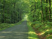 Straight Empty Rural Road Through Woodland Trees, Forest of Nevers, Burgundy, France, Europe-Michael Busselle-Photographic Print