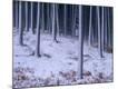 Photographic Print