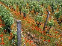 Roses and Vines in Vineyard Near Beaune, Cotes De Beaune, Burgundy, France, Europe-Michael Busselle-Framed Photographic Print