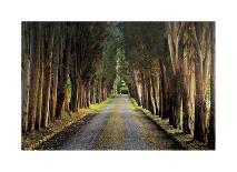 Tree Farm-Michael Cahill-Stretched Canvas