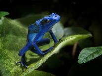 Cobalt Blue Poison Dart Frog (Dendrobates Azureus) Captive, Surinam, South America-Michael D. Kern-Photographic Print