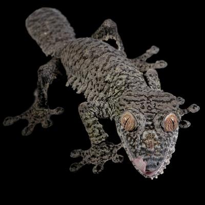 African Bush Viper (Atheris Squamigera) Captive, From Africa' Photographic  Print - Michael D. Kern