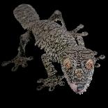 Mossy Leaf-Tailed Gecko, (Uroplatus Sikorae) Captive from Madgascar-Michael D. Kern-Photographic Print