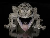 The Tokay Gecko (Gekko Gecko) Licking Its Eye, Captive, From Asia-Michael D. Kern-Photographic Print