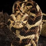 Puff Adder (Bitis Arietans) Captive Occurs In Tanzania-Michael D. Kern-Photographic Print