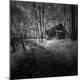 Photographic Print