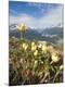 Photographic Print
