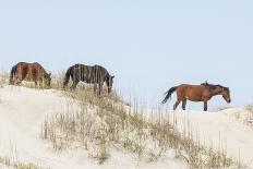 Wild Mustangs in Currituck National Wildlife Refuge, Corolla, Outer Banks, North Carolina-Michael DeFreitas-Photographic Print