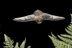 Male Hoary Bat (Lasiurus Cinereus) in Flight-Michael Durham-Photographic Print