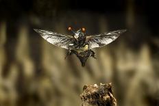 Carrion Beetle (Nicrophorus Carolinensis) In Flight With Parasitic Mites Living On Exoskeleton-Michael Durham-Photographic Print