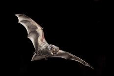 Male Hoary Bat (Lasiurus Cinereus) in Flight-Michael Durham-Framed Photographic Print