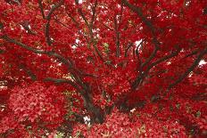 Bright Red Leaves on Tree-Michael Freeman-Photographic Print