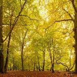 Autumn-Fall Woodland in the Chiltern Hills-Michael Gibbs-Premier Image Canvas