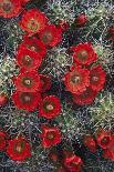 Claret Cup-Michael Greene-Framed Giclee Print