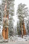 A Landscape Image Of Large Trees In Sequoia National Park, California-Michael Hanson-Photographic Print
