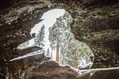 Large Trees In Sequoia National Park, California-Michael Hanson-Photographic Print