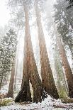 A Landscape Image Of Large Trees In Sequoia National Park, California-Michael Hanson-Photographic Print