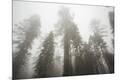 Premium Photographic Print