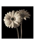 Gerber Daisies II-Michael Harrison-Stretched Canvas