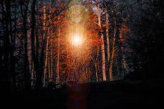 Autumn forest in the sundown, Baden-Wurttemberg, Germany [M]-Michael Hartmann-Photographic Print